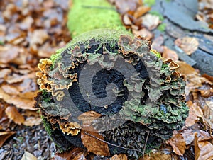 Bracket fungi growing on old stumps