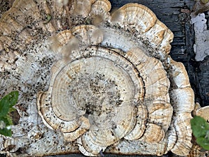 Bracket fungi on an old decayed tree trunk