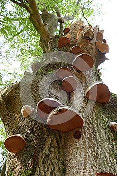 Bracket fungi on a tree