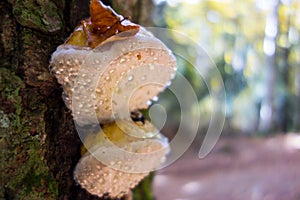 Bracket fungi with water drops and a dry leaf