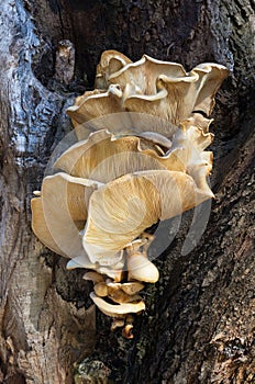 Bracket Fungus