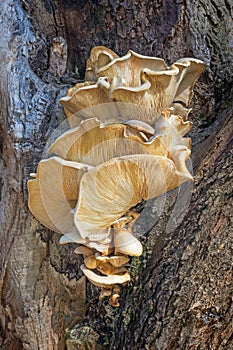 Bracket Fungus