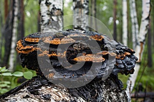 Bracket Fungus on Birch Tree Trunk Showcasing Textured Surface and Natural Patterns