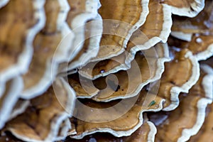 Bracket Fungus
