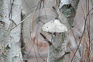 Bracket Fungus or Fungi Shelf Fungus on a Birch tree