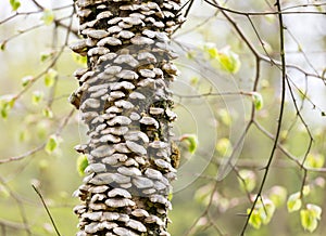 Bracket fungus