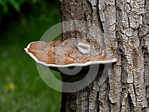 Bracket Fungus Growing On Tree photo