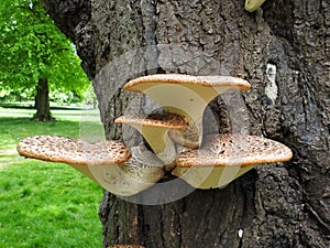 Bracket fungus growing on a tree trunk photo