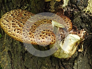 Bracket fungus growing on a tree trunk photo