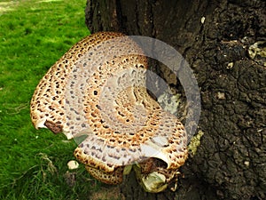 Bracket fungus growing on a tree trunk photo