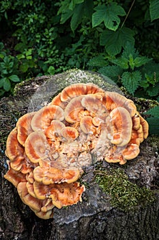 Bracket Fungus - Laetiporus Sulphureus - Tree Mushroom