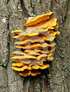 Bracket fungus Laetiporus sulphureus photo