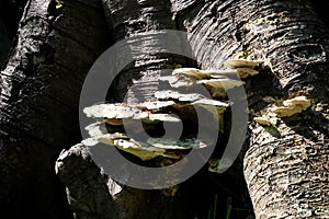 Bracket Fungus on an Old Tree Trunk in a Country Estate