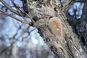 Bracket fungus or plum tinder Phellinus pomaceus, Phellinus ig