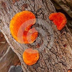 Bracket fungus in Table Mountain National Park