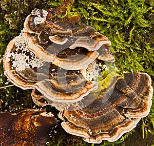 Konzola houba 