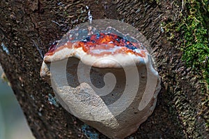 Bracket mushroom on a tree in Les Grangettes Natural Reserve, Villeneuve, Switzerland