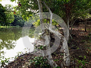 Brackish water rivers where river water flows into the sea