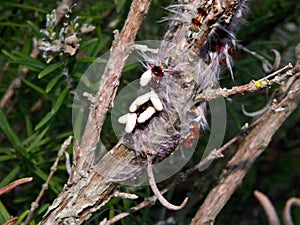 Braconid Wasp infested Lappet Moth Caterpillar 3