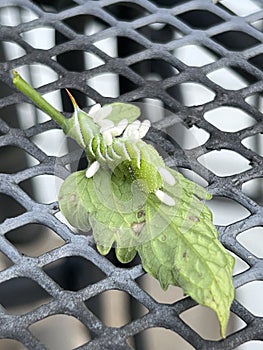 Braconid Wasp Parasite Egg Cocoon on Hornworm Tomato Worm Caterpillar