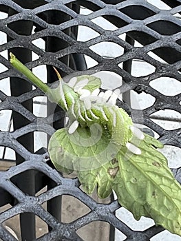 Braconid Wasp Parasite Egg Cocoon on Hornworm Tomato Worm Caterpillar