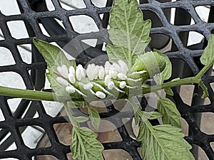 Braconid Wasp Parasite Egg Cocoon on Hornworm Tomato Worm Caterpillar