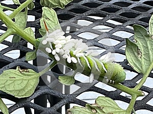 Braconid Wasp Parasite Egg Cocoon on Hornworm Tomato Worm Caterpillar photo