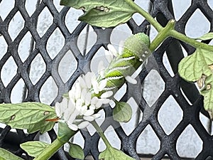 Braconid Wasp Parasite Egg Cocoon on Hornworm Tomato Worm Caterpillar photo