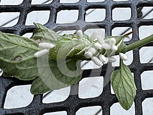 Braconid Wasp Parasite Egg Cocoon on Hornworm Tomato Worm Caterpillar photo