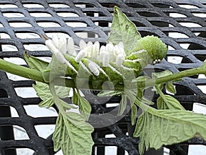 Braconid Wasp Parasite Egg Cocoon on Hornworm Tomato Worm Caterpillar photo