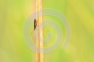Braconidae fly