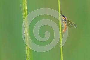 Braconidae fly