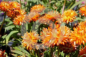 Bracteantha bracteata `Mohave Orange`