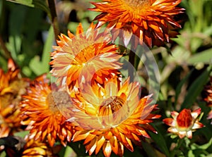 Bracteantha bracteata `Mohave Orange` photo