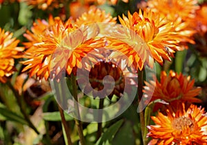 Bracteantha bracteata `Mohave Orange` photo