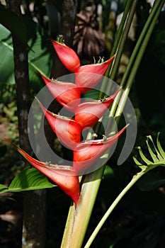 Bracts of Heliconia