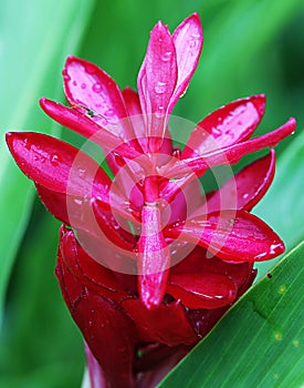 Bracts of the Red Ginger Alpinia purpurata