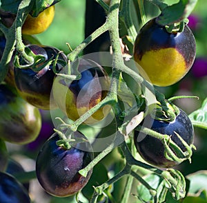 `Brad`s atomic grape` is a Tomato