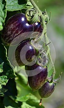 `Brad`s atomic grape` is a Tomato