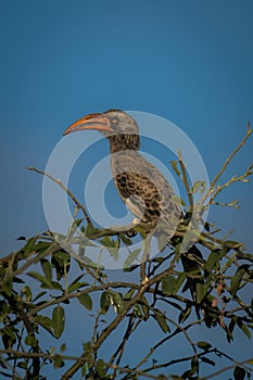 Bradfield hornbill on leafy branch in profile