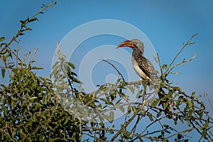 Bradfield hornbill watches camera from leafy bush