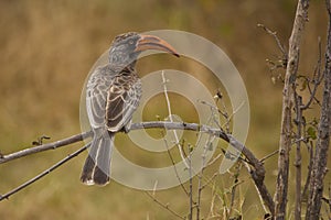 Bradfield`s Hornbill on a Branch