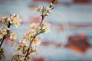 Bradford pear blossom