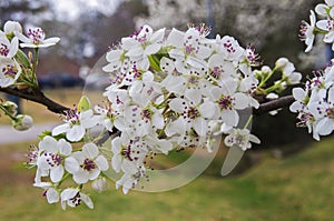 Bradford Pear Blossom Cluster