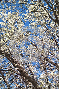 Bradford Pear Tree photo