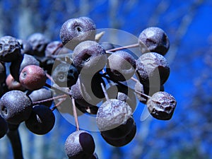 Bradford Pear Tree Berries