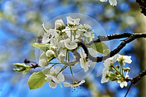 Bradford Pear Tree Blooming in Early Spring