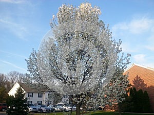 Bradford Pear Tree