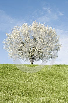 Bradford Pear tree in full bloom