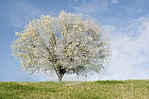 Bradford Pear tree in full bloom